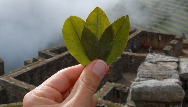 Coca leaves for sale