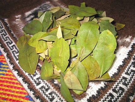 coca leaves