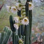 San Pedro Cactus Plant With Flowers