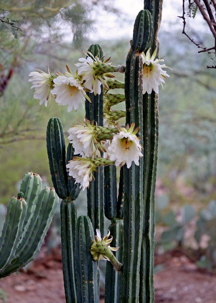 San Pedro Cactus Plant With Flowers