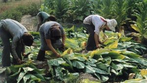 tobacco cultivation