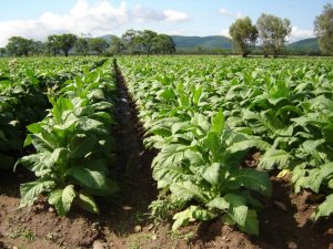 tabacco fields in South America