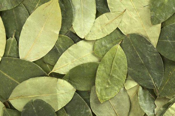 hojas de coca