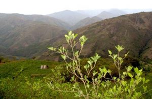 sacred coca leaves