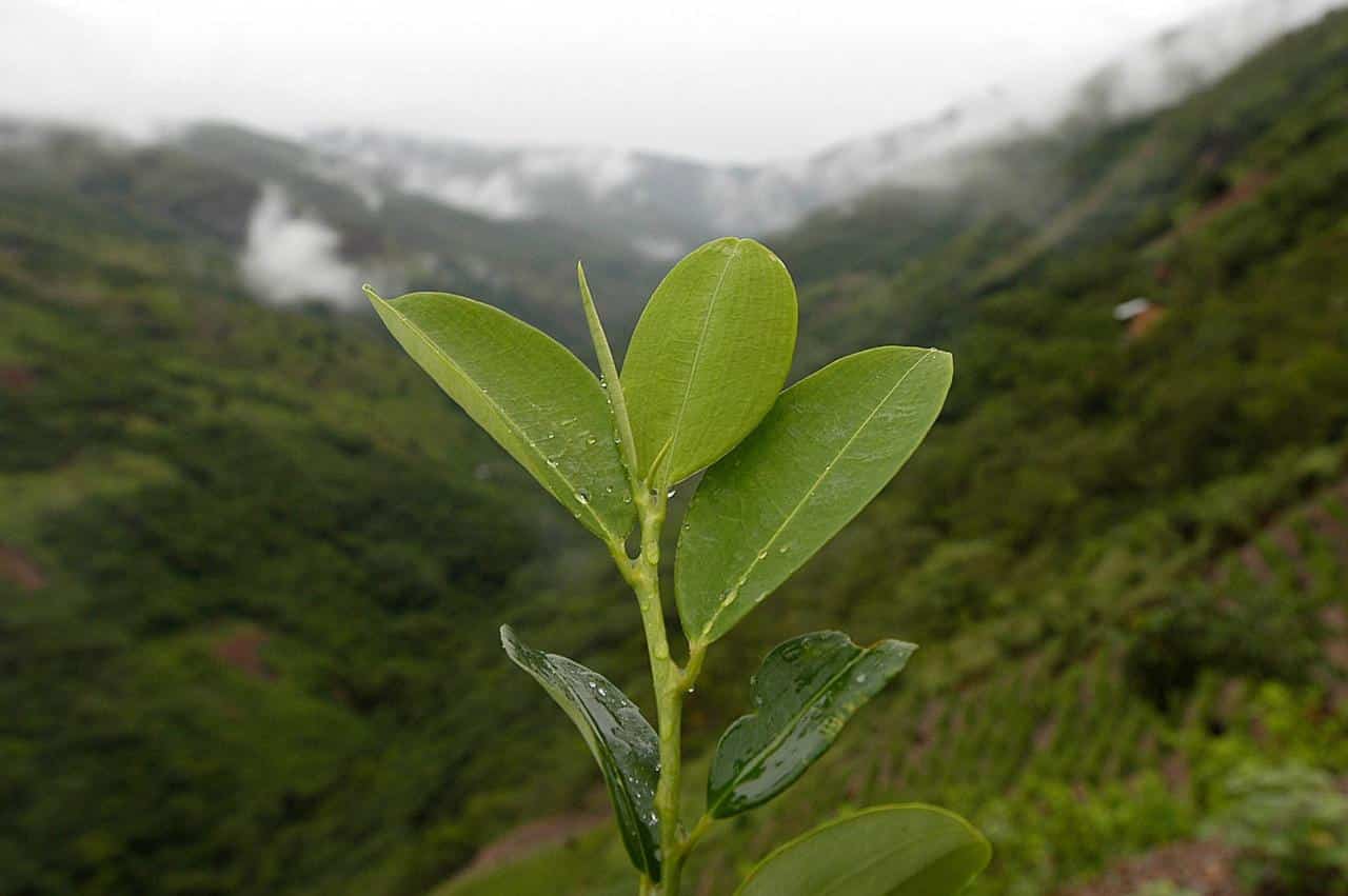 coca leaves