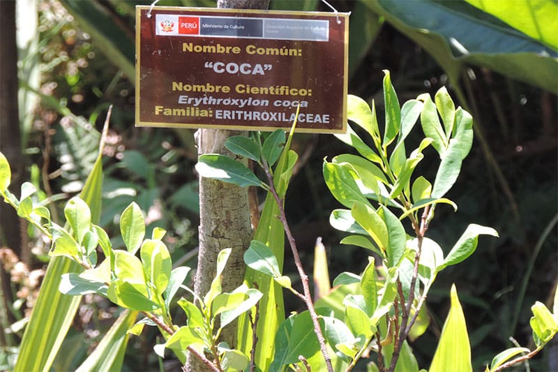 coca leaves in Peru